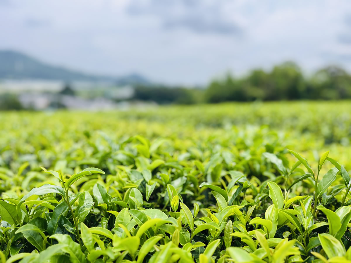 お茶と畑を楽しむ♪　季節の農家体験