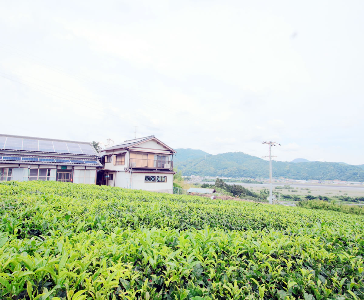 茶畑と大井川を眺めてなにもしない